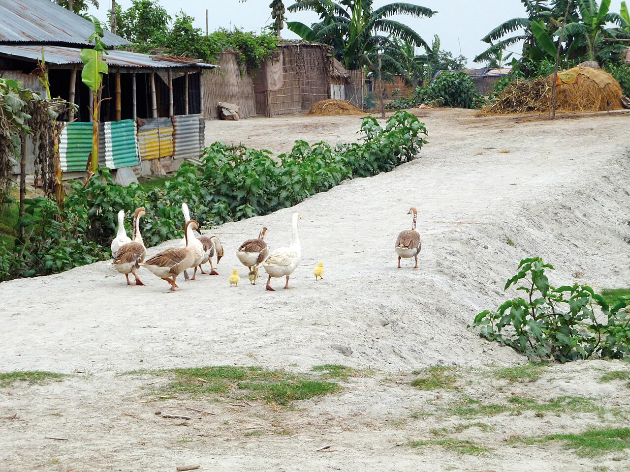 ছবি 25